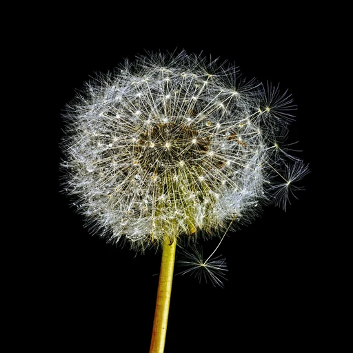 Dandelion visual reference